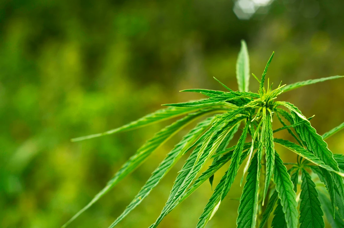 LoL_Sativa LoL Sativa