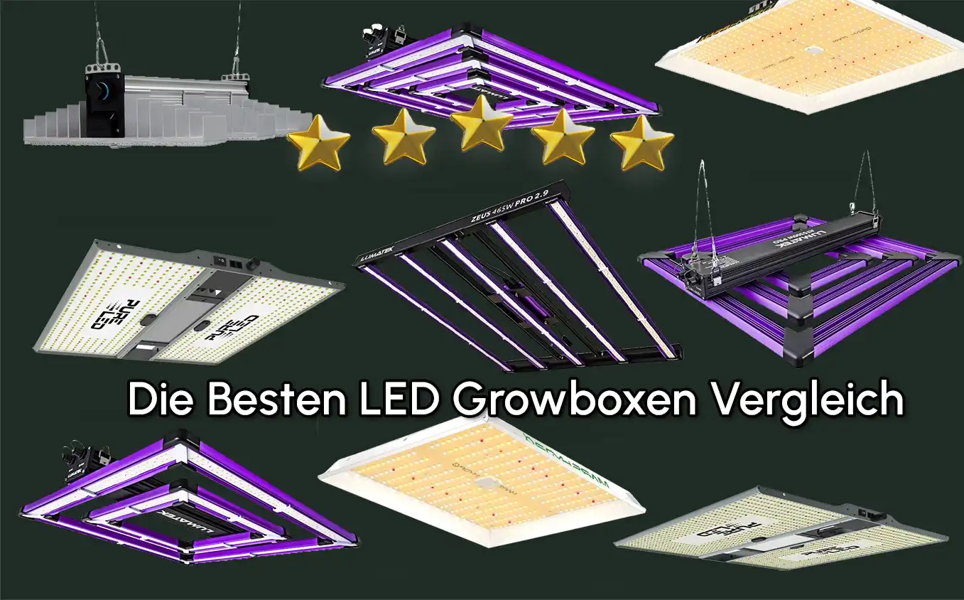 Growlampe Bestenliste Header 2 neu