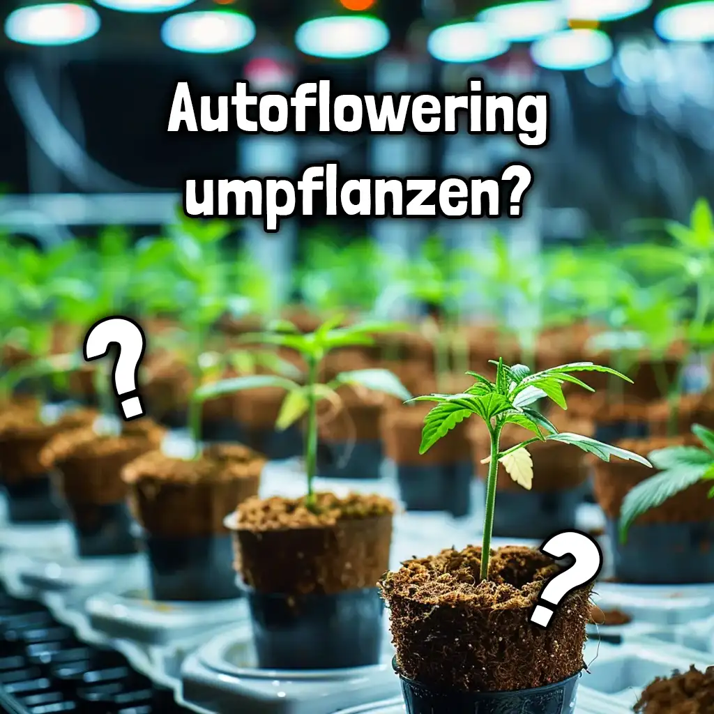 LoL Autoflowering umpflanzen