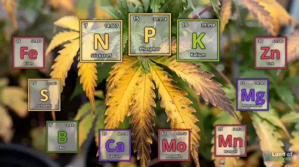 Blütephase von Cannabis: Dein Leitfaden für maximale Erträge 10 Nährstoffmangel und Überschuss bei Cannabis