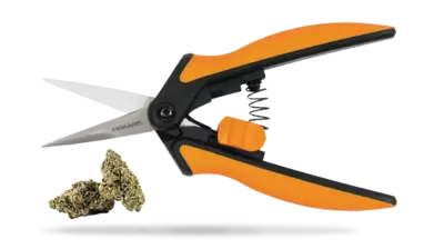 Cannabis trimmen: Schritt für Schritt zu perfekten Blüten 9